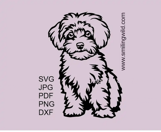 Sitting cute Maltipoo dog in full body presenting a SVG vector clipart , includes PNG and DXF