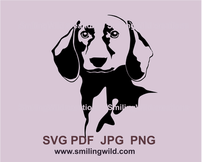 dachshund peeking face graphic portrait