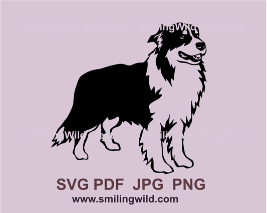 Full body australian shepherd is standing and smilng