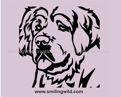 clumber spaniel close up portrait