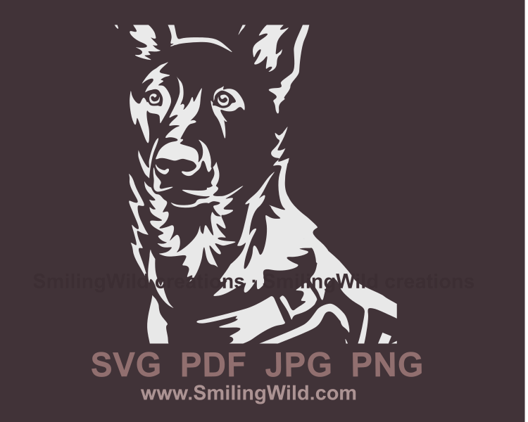 Dutch shepherd face white portrait