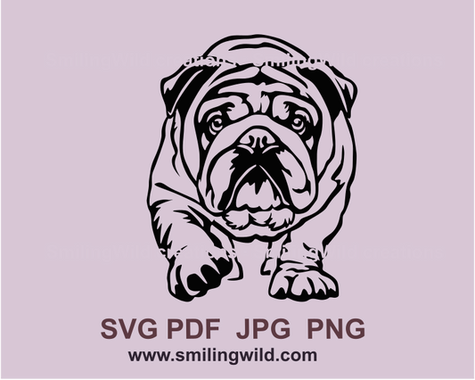 walkning english bulldog svg desing image. Dog is peeking and coming closer