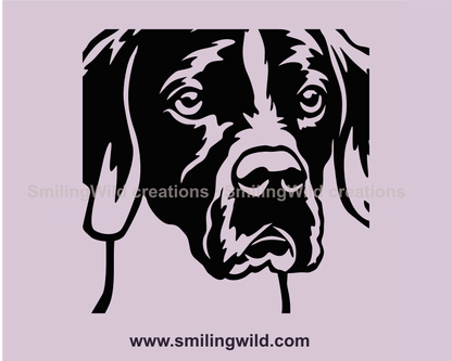 hunting dog face close up