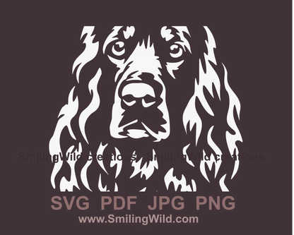 Fiel spaniel cuttable close up portrait