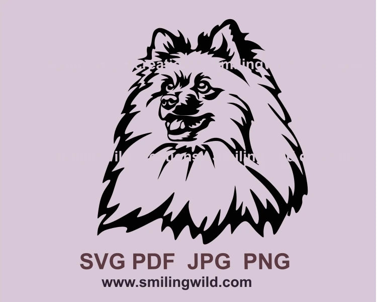 Smiling German spitz black graphic portrait