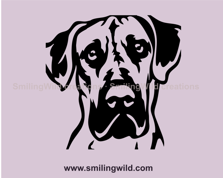 great dane cuttable portrait close up image