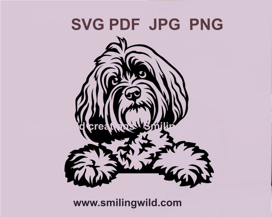 Peeking Havanese dog SVG file with paws on the table or hedge rim, perfect for crafting projects and unique pet portrait designs