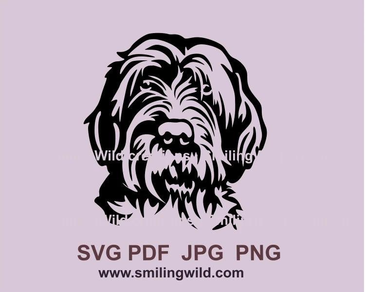 Wire haired pointing griffon frontal portrait