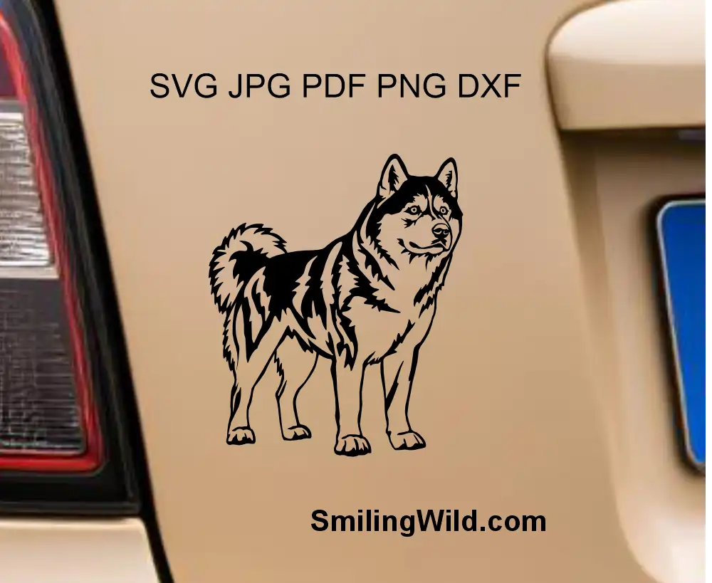 a full body, alert husky svg and png laser and cricut file shown as a vinyl car sticker