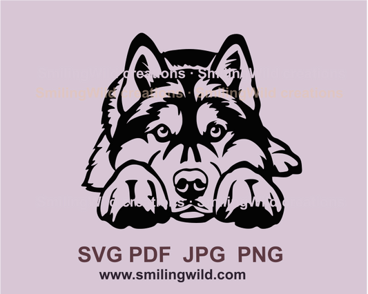 Lying husky dog is peeking. This graphic style dog is made for clipart purpose