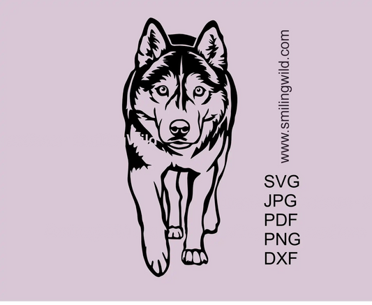 Walking Husky SVG image presenting a full-body dog vector clipart cut file design with png and dxf files included