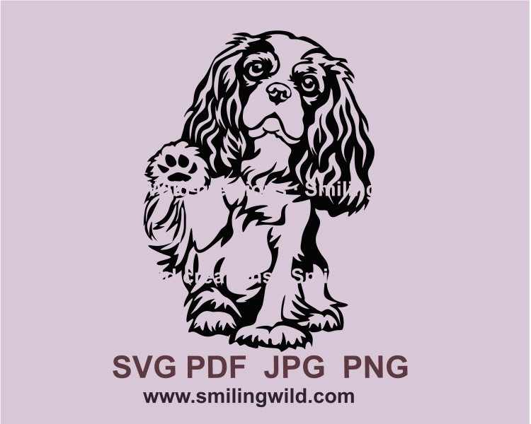 Cavalier king charles spaniel sitting and raising its paw