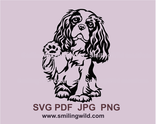 Cavalier king charles spaniel sitting and raising its paw