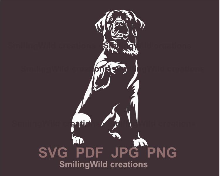 Labrador retriever sitting and giving a paw in white color design