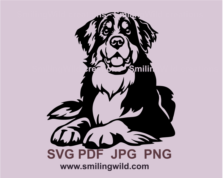 lying and smiling bernese moutain dog