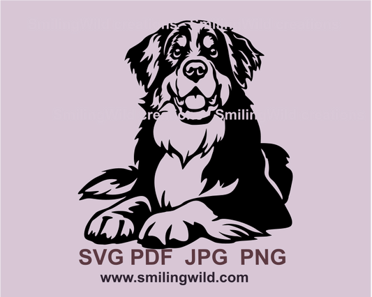 lying and smiling bernese moutain dog