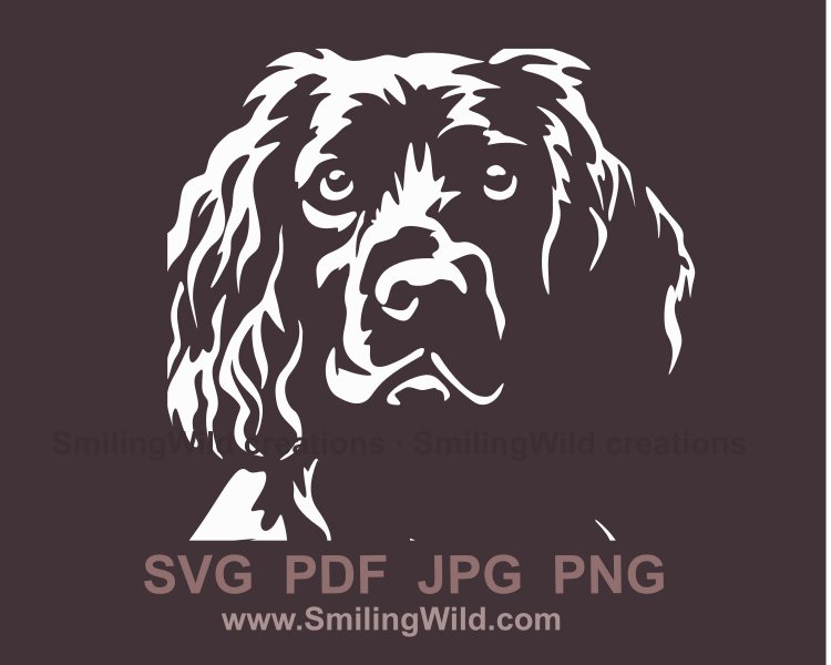 Boykin spaniel close up image