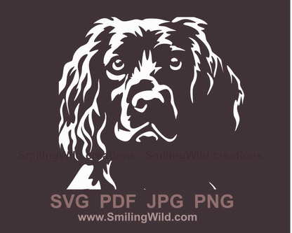 Boykin spaniel close up image