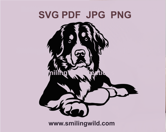 A cute Bernese mountain dog lying on the  greound SVg and png vector graphic file