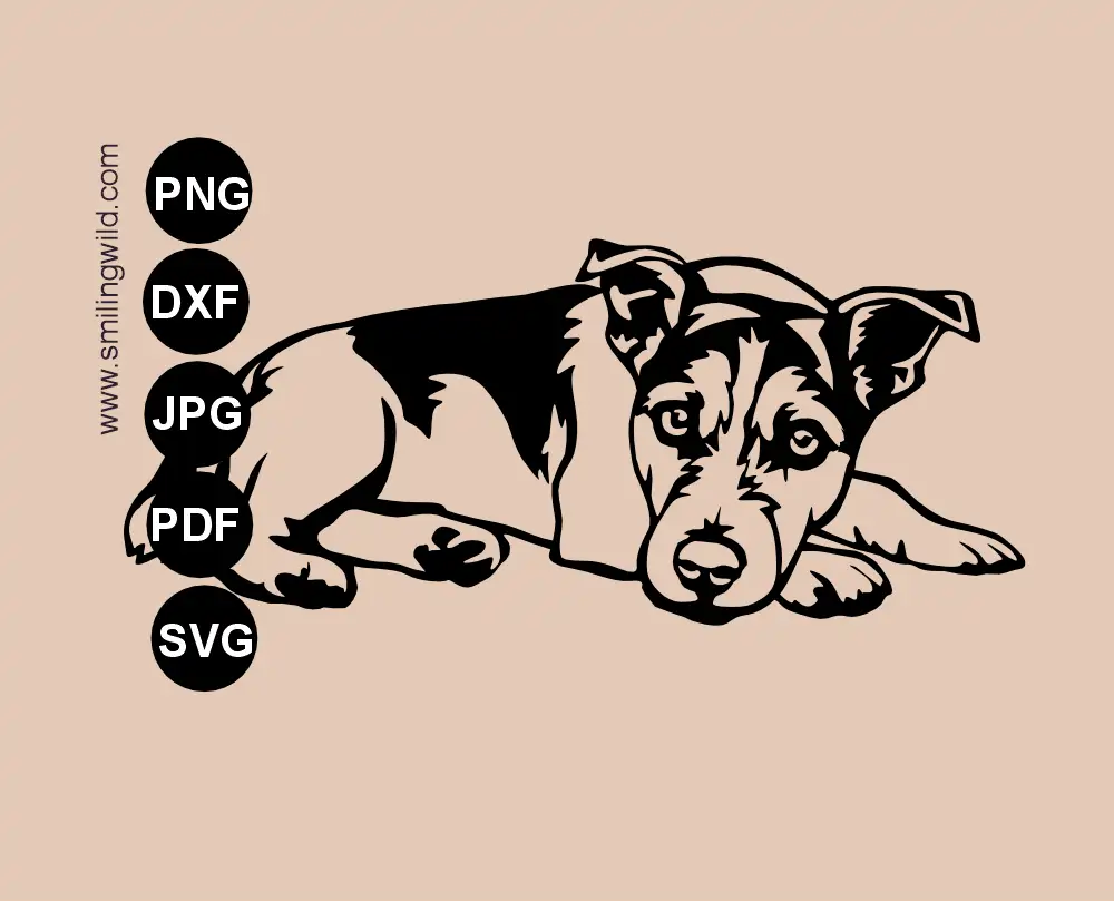 Lying Jack Russell terrier dog single piece vector cut file graphic drawing in SVG format with transparent parts showing a dog from the side, its head turned toward the viewer.