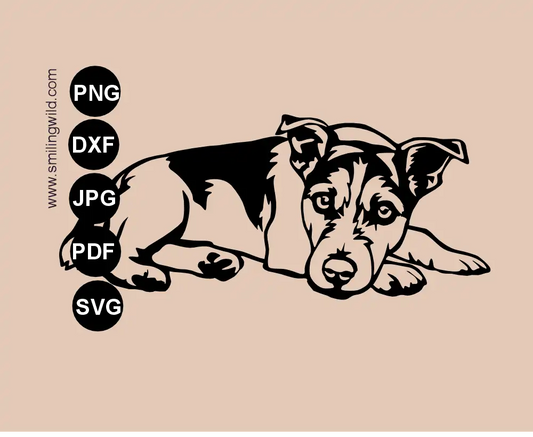 Lying Jack Russell terrier dog single piece vector cut file graphic drawing in SVG format with transparent parts showing a dog from the side, its head turned toward the viewer.