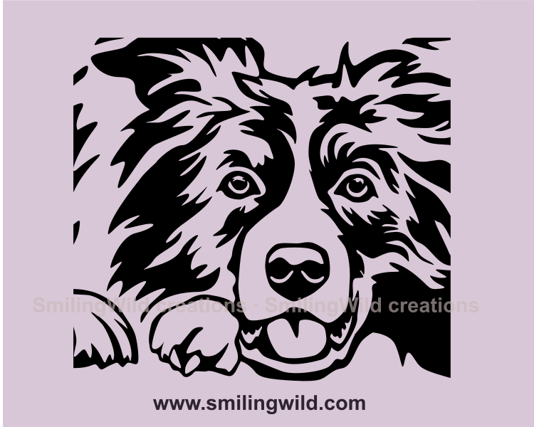 peeking border collie graphic image with transparent background