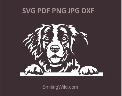 a preview image of the White version of peeking Brittany Spaniel dog SVG graphic clipart with folloeing files included: PNG and DXF