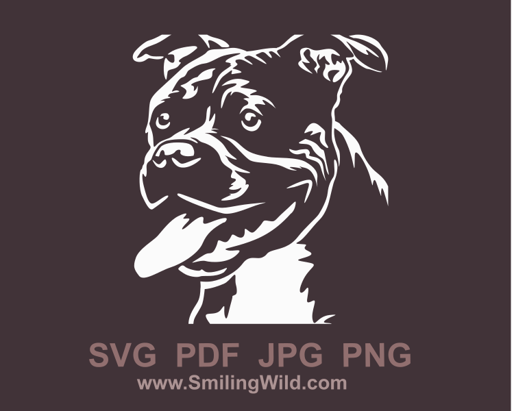 american pit bull terrier vector graphic porrait in a white color