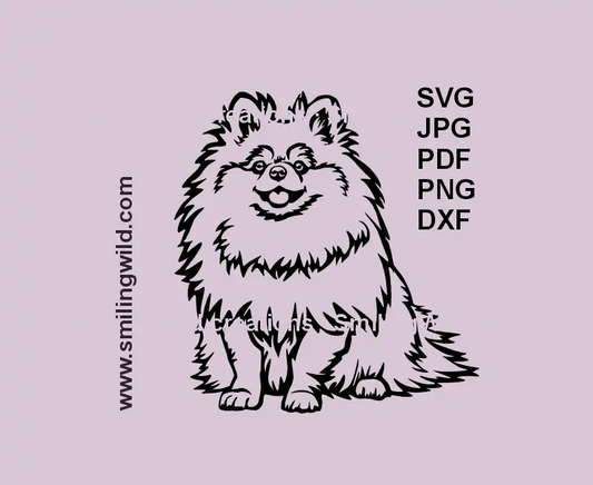 Realistic black SVG, png and dxf image of a sitting Pomeranian Spitz dog – vector clipart for laser cutting and Cricut