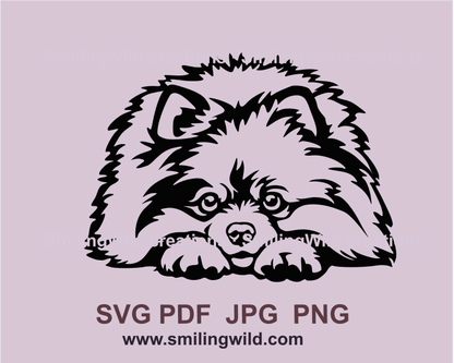 Lying pomeranian spitz graphic portrait