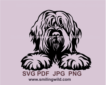 peeking briard dog made in graphic style with its paws on the table