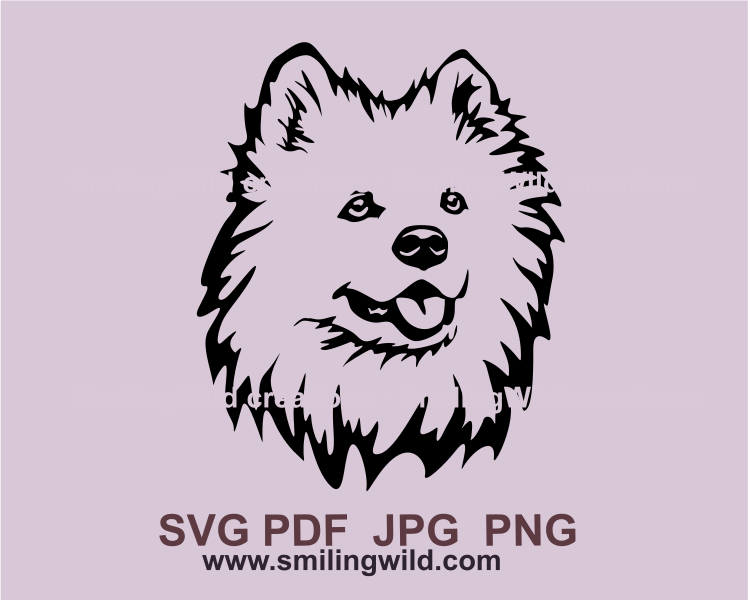 Samoyed head graphic portrait with transparent background