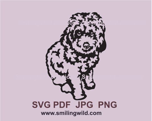 Cavapoo SVG-ClipArt