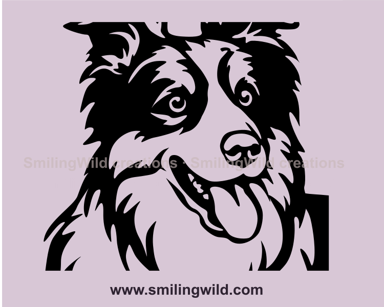 smiling border collie porrait