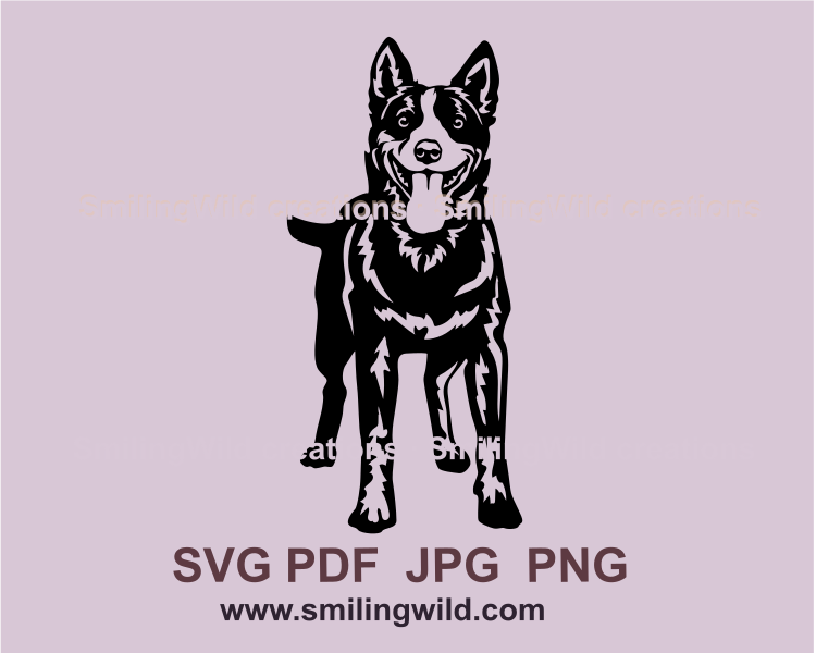 Blue heeler standign and smiling, frontal view, black graphic design