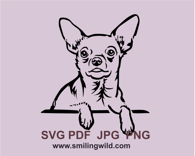 smooth chihuahua svg style portrait with paws resting on the table