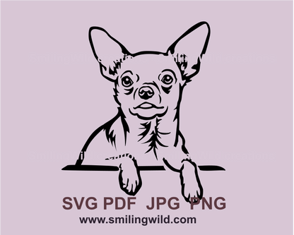 smooth chihuahua svg style portrait with paws resting on the table