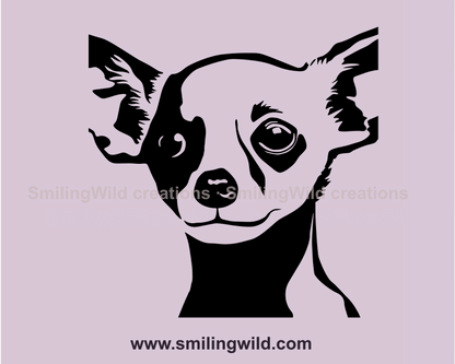 smooth chihuahua close up