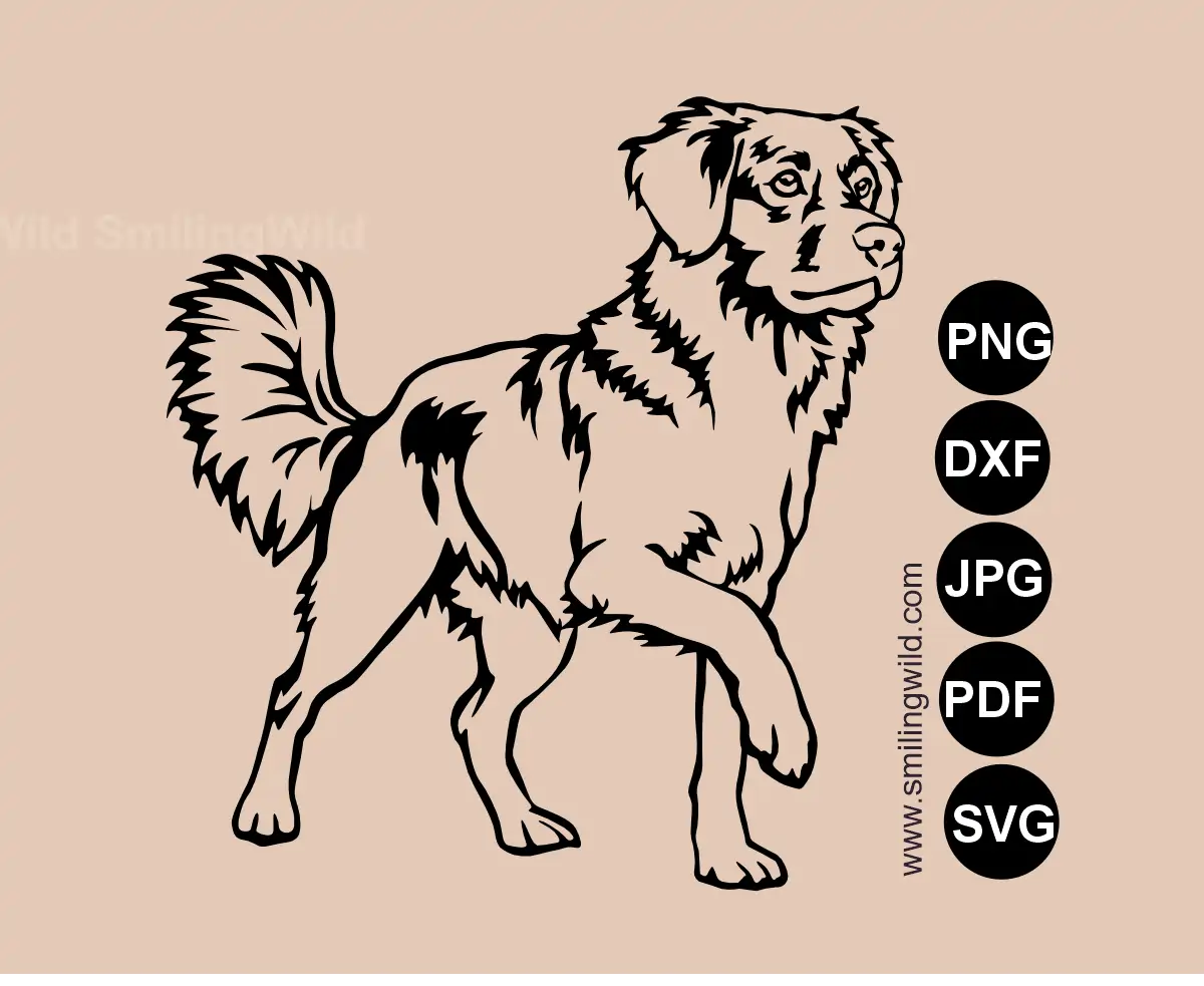 Toller dog svg, png and DXF cutting file vector graphic drawing of a Nova Scotia Duck Tolling Retriever in an alert standing pose with a raised paw