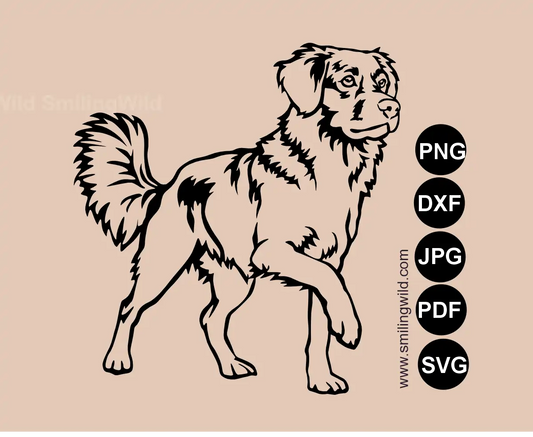 Toller dog svg, png and DXF cutting file vector graphic drawing of a Nova Scotia Duck Tolling Retriever in an alert standing pose with a raised paw
