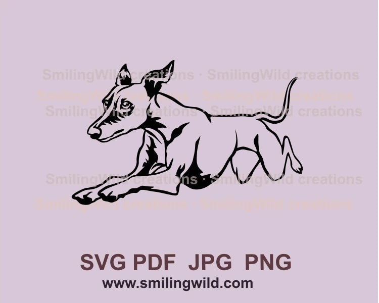 Jumping agility whippet drawing in graphic art style