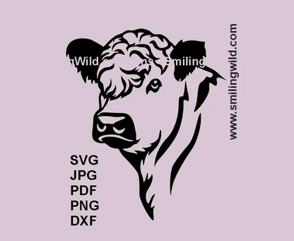 White Galloway beef cow SVG head clipart – black vector farm animal design for barn signs and laser cutting