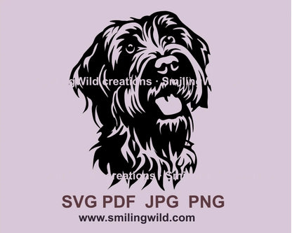 Wire haired pointing griffon face portrait with tongue out of mouth