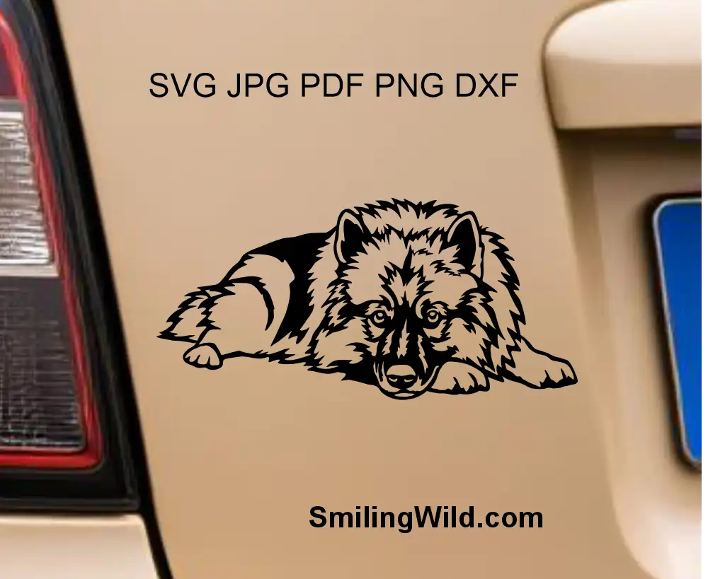 a wolfspitz svg and png  clipart Cricut citting file design with transparent background presented as a car sticker. A dog is lying with his head on the paws